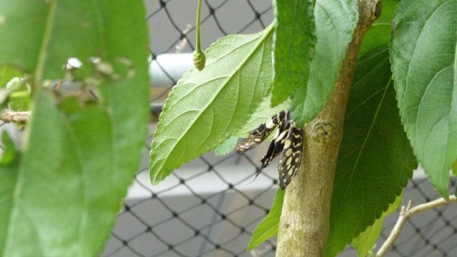 p1080329