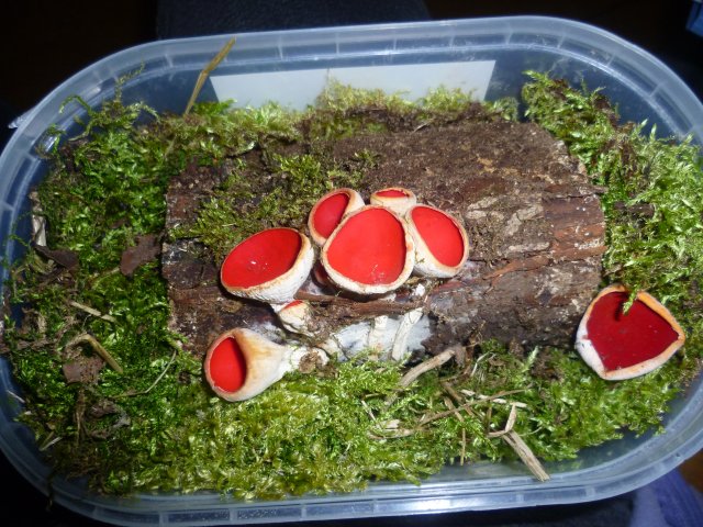p1070545