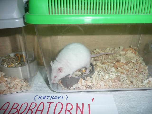 DEN ZEMĚ 20. 4. 2011 v areálu školy