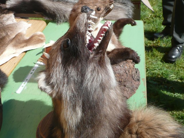 DEN ZEMĚ 20. 4. 2011 v areálu školy