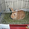 DEN ZEMĚ 20. 4. 2011 v areálu školy
