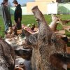 DEN ZEMĚ 20. 4. 2011 v areálu školy