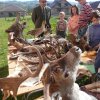 DEN ZEMĚ 20. 4. 2011 v areálu školy