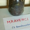 DEN ZEMĚ 20. 4. 2011 v areálu školy