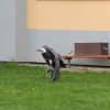 dscn0007