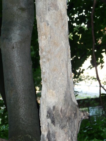 p1000680